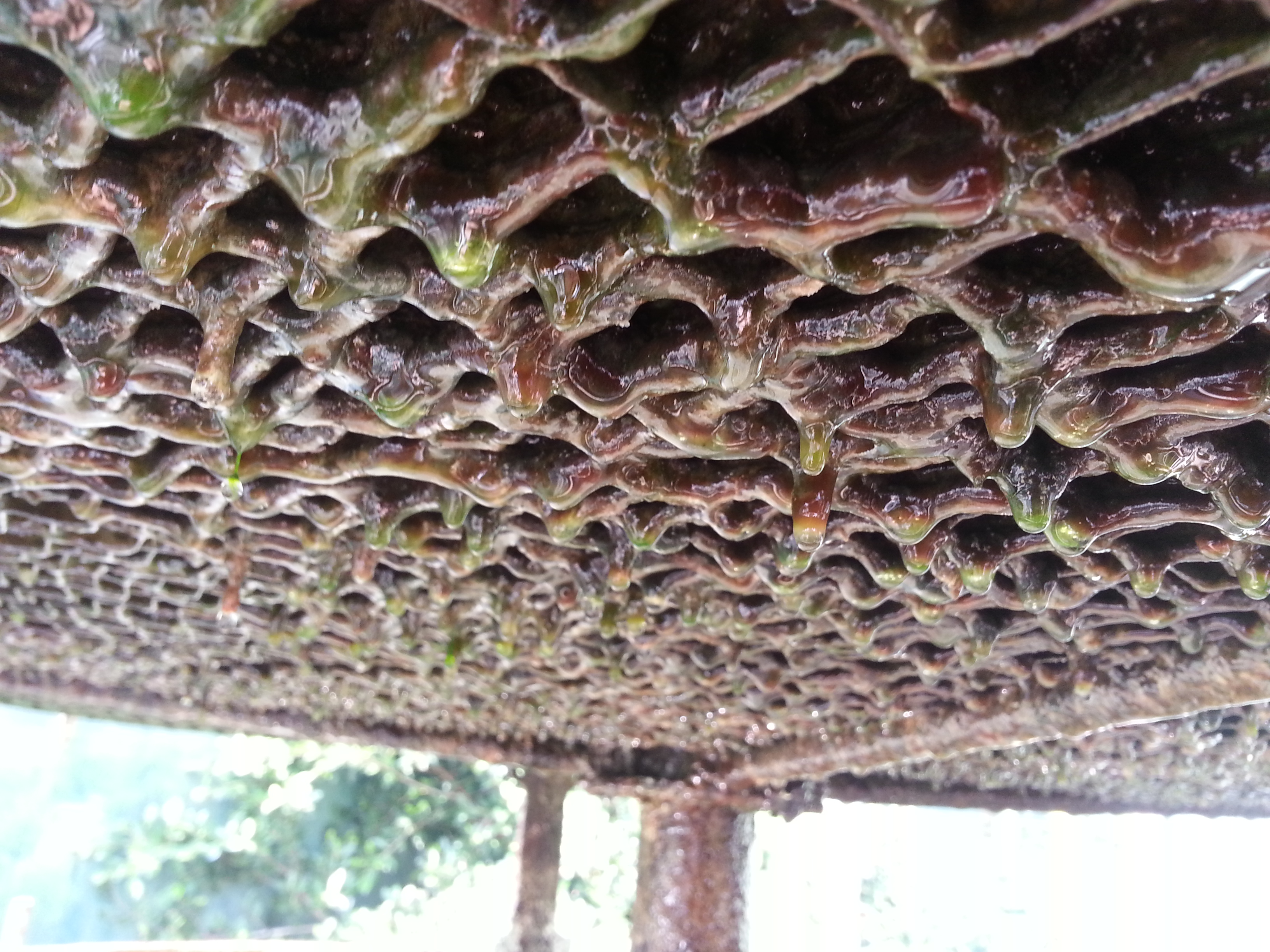 散熱材孔洞滴落綠褐色黏液，顯示生物膜已堵塞水路