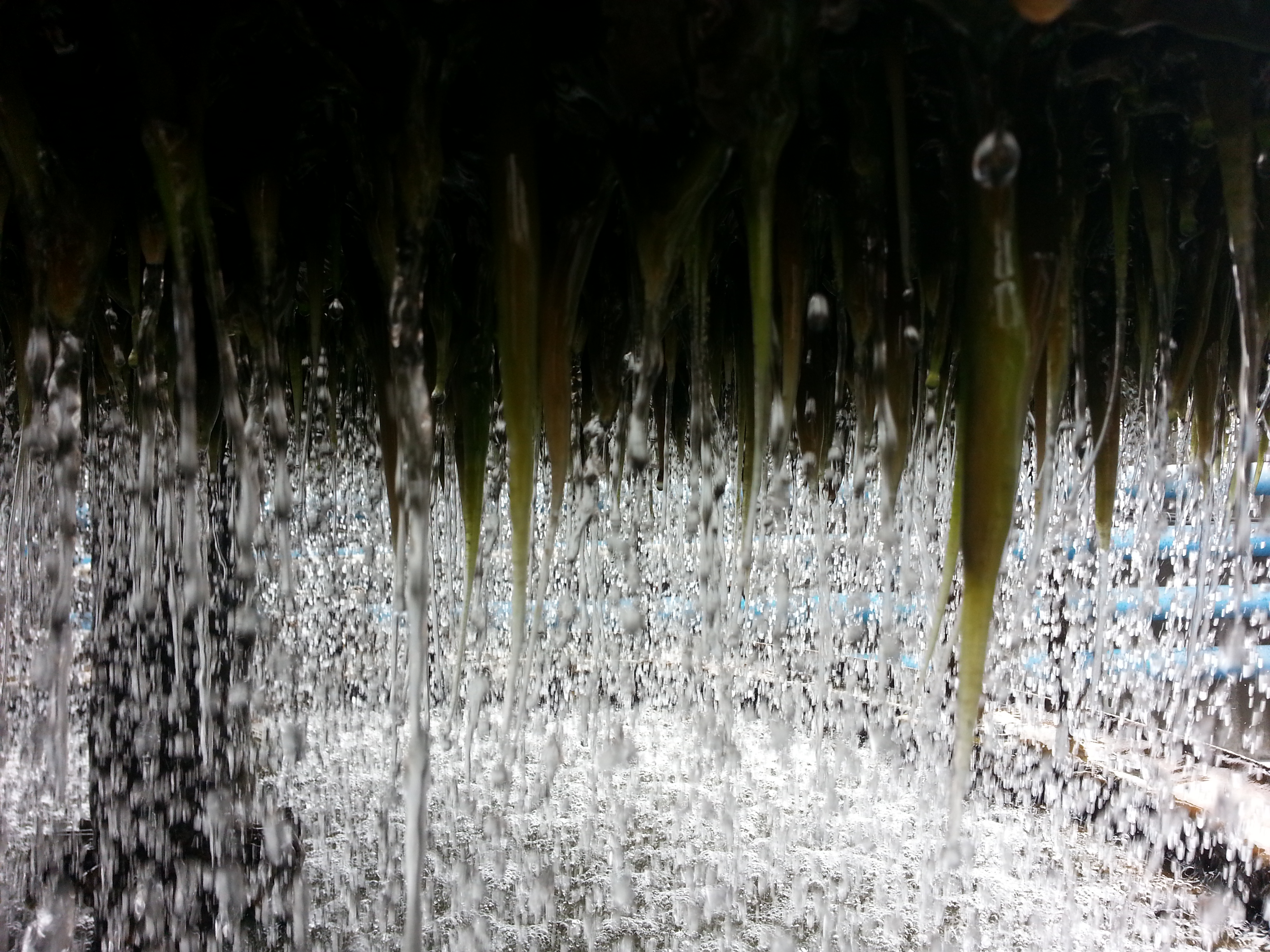 落水區可見長條藻絲垂落，代表塔內藻類大量繁殖