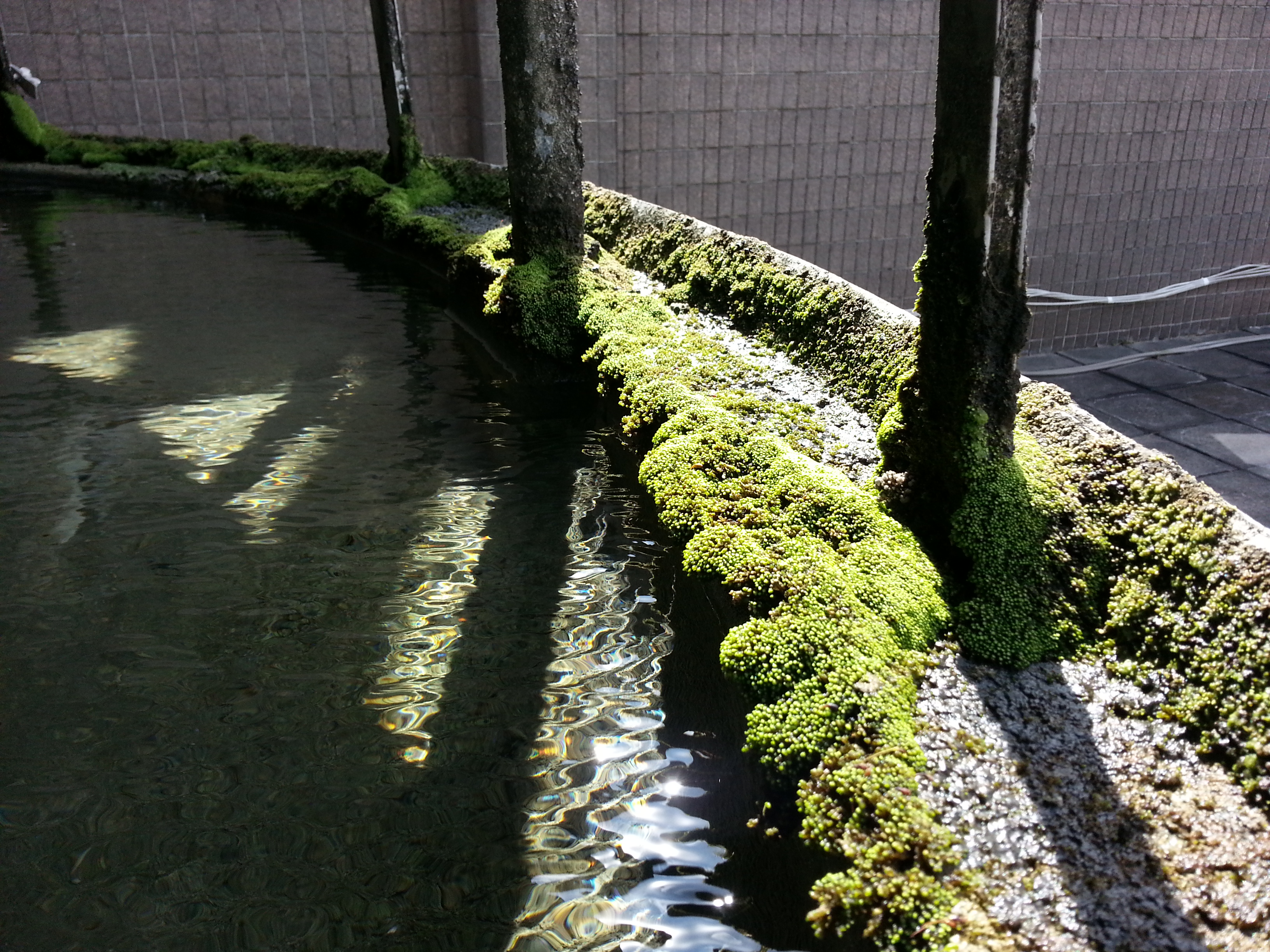 水盤邊綠色藻苔附著，清洗難度提升