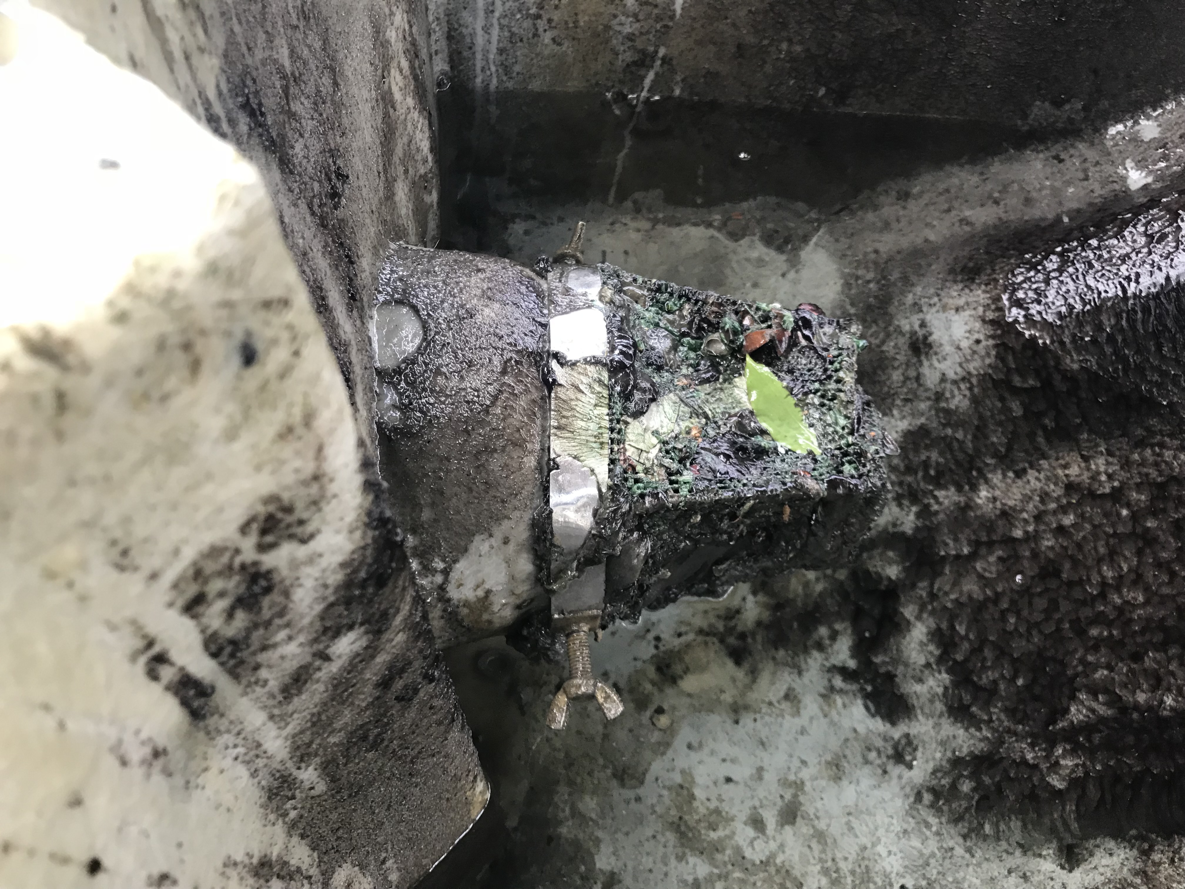 管件內部嚴重被青苔與菌泥覆蓋，可能影響流量