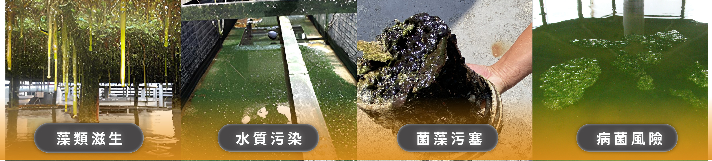 冷卻水塔青苔生成案例