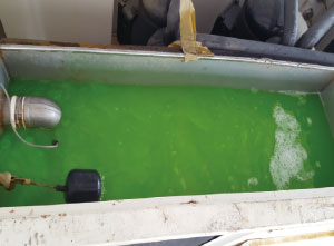 使用 SK-189 清洗後，水槽內部清潔，水體呈現透亮綠色。